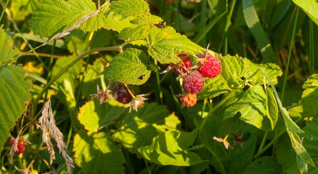 Free Stock Photo of Fruits of raspberry