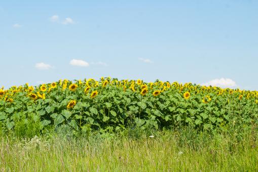 Free Stock Photo of Sunflowers