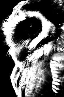 Free Stock Photo of Owl