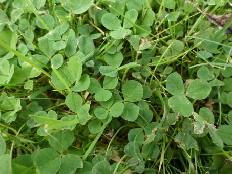 Free Stock Photo of Clover leaves and grass