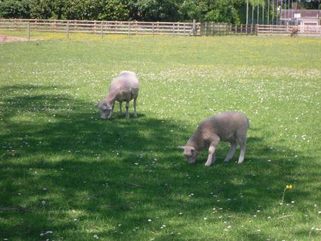 Free Stock Photo of Lambs grazing