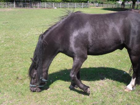 Free Stock Photo of Horse