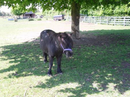 Free Stock Photo of Pony