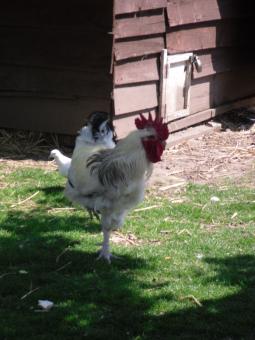 Free Stock Photo of Hen