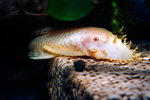 Free Stock Photo of Aquarium fish