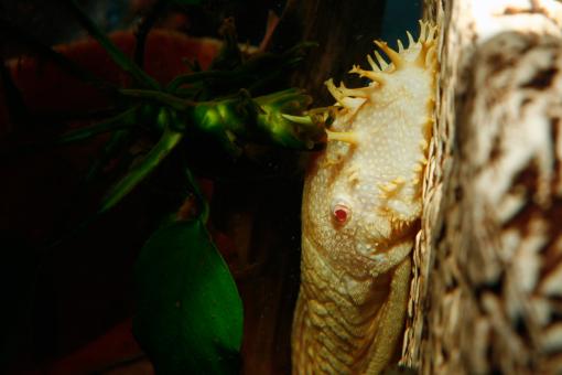 Free Stock Photo of Aquarium fish