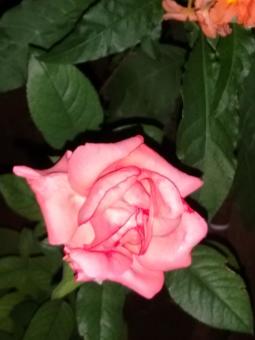Free Stock Photo of Pink Rose