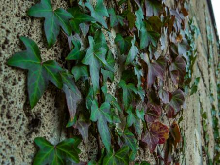 Free Stock Photo of Wall plant