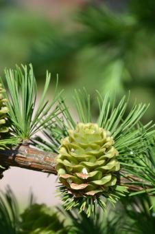 Free Stock Photo of Japanese larch
