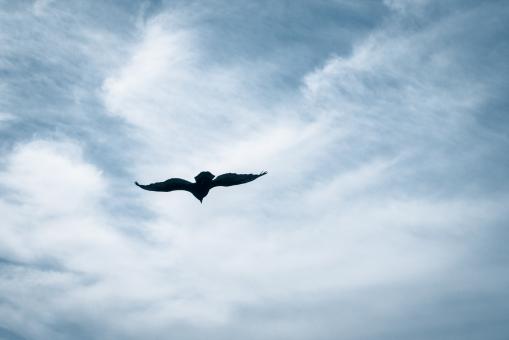 Free Stock Photo of turkey vulture flying