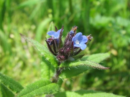 Free Stock Photo of Little blue wild flowers