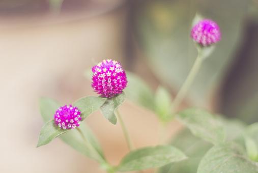 Free Stock Photo of Purple Flower