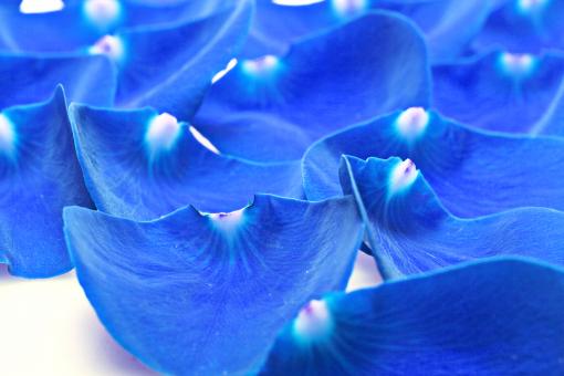 Free Stock Photo of Blue rose petals