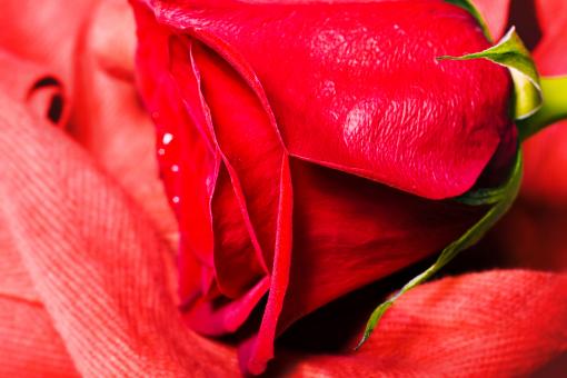 Free Stock Photo of Red rose
