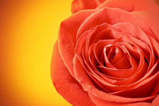 Free Stock Photo of Red rose