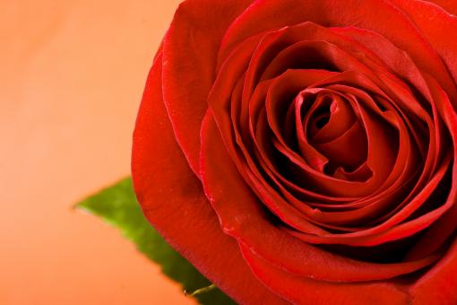 Free Stock Photo of Red rose