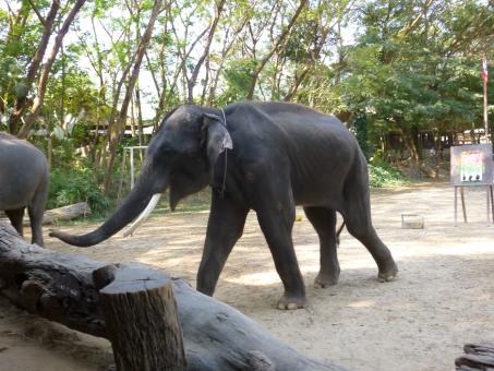 Free Stock Photo of Wild Elephant