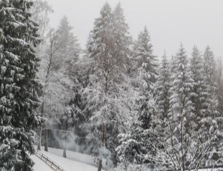 Free Stock Photo of A beautiful winter in woods