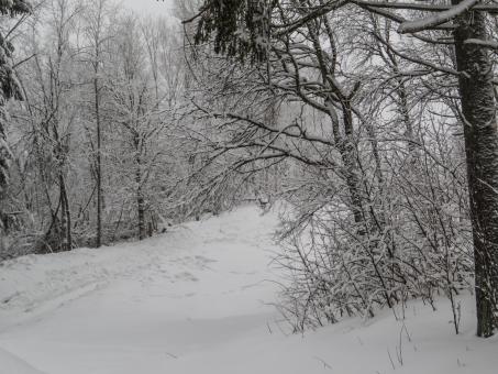 Free Stock Photo of A beautiful winter in woods