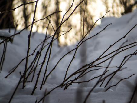 Free Stock Photo of Some snowy plants