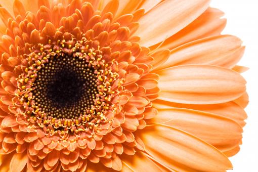 Free Stock Photo of Gerbera Flower