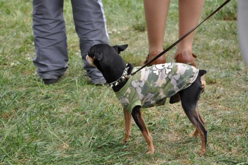 Free Stock Photo of Small dog