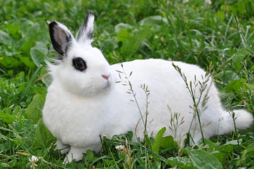 Free Stock Photo of Bunny