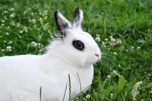 Free Stock Photo of Rabbit