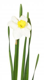 Free Stock Photo of White Flower