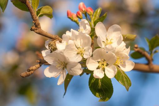 Free Stock Photo of spring flowers 