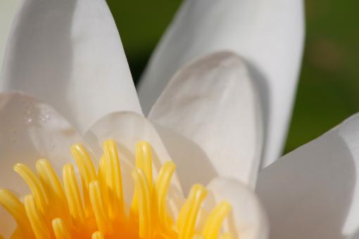 Free Stock Photo of White lily