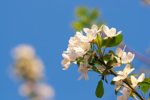 Free Stock Photo of blossoming tree