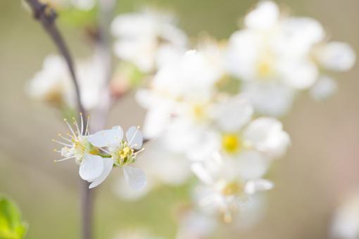 Free Stock Photo of Spring flowers