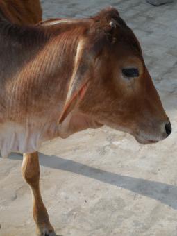 Free Stock Photo of Cow Farm
