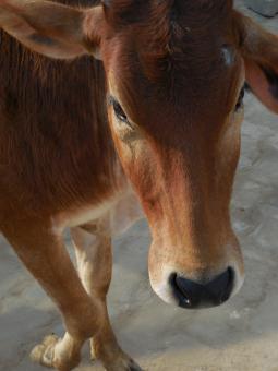 Free Stock Photo of Cattle Farm