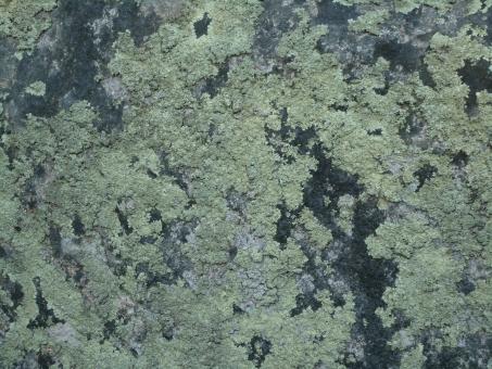 Free Stock Photo of Lichens texture
