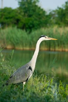 Free Stock Photo of Blue heron  (Ardea cinerea)