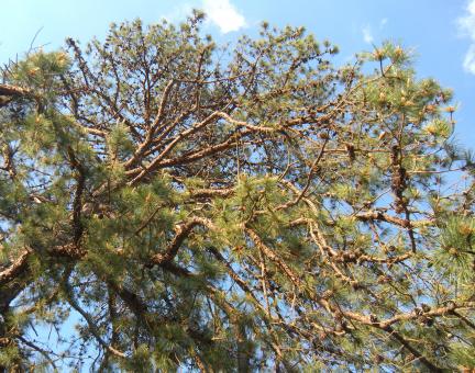 Free Stock Photo of Pine Cones In Tree