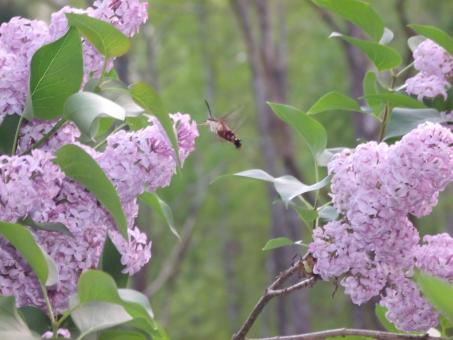Free Stock Photo of Hummingbird Moth