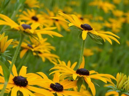 Free Stock Photo of Brown Eyed Susan