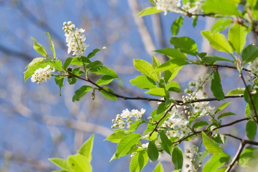 Free Stock Photo of flowers