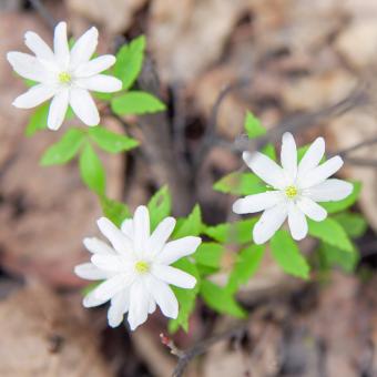 Free Stock Photo of flowers