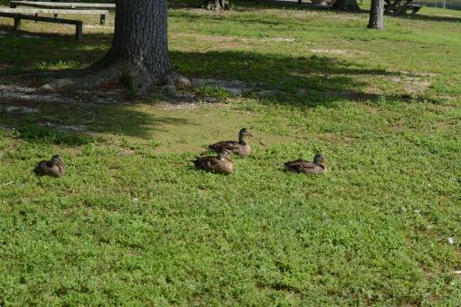 Free Stock Photo of Brown Ducks