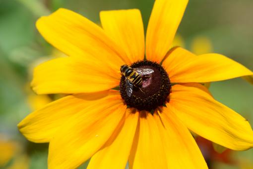 Free Stock Photo of Bee Spreading Pollen On Flower