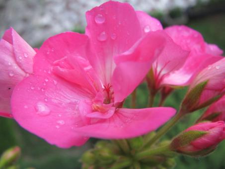 Free Stock Photo of Pink Muscat Flower