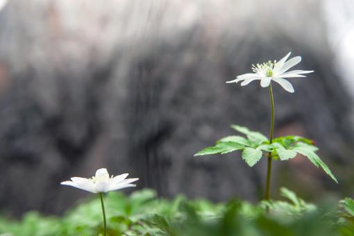 Free Stock Photo of flowers