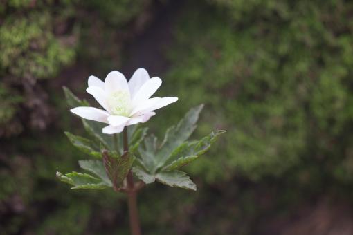 Free Stock Photo of flower
