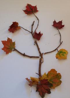 Free Stock Photo of Fall tree recreated