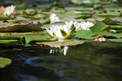Free Stock Photo of lily