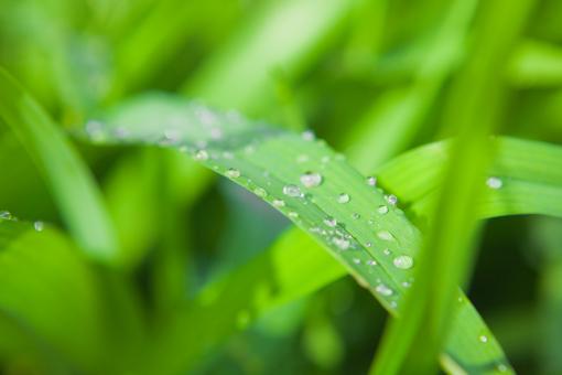 Free Stock Photo of Grass and Dew